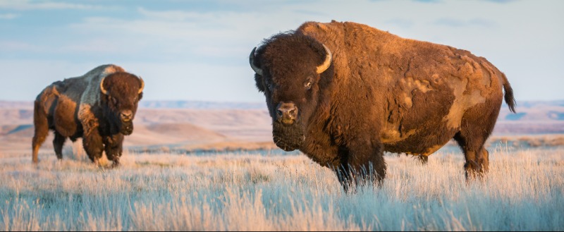 Le Bison : Une viande santé à redécouvrir