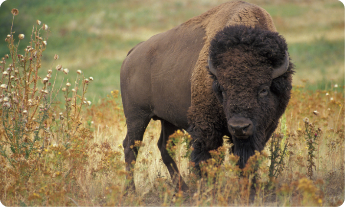 Le Bison : Une viande santé à redécouvrir